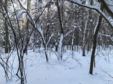 ГП16984439.Земельный участок.Общий вид объекта_6.jpg