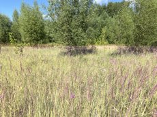 ГП16953575.Некапитальный объект.Общий вид объекта_10.jpeg